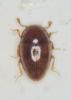 Cholovocera fleischeri